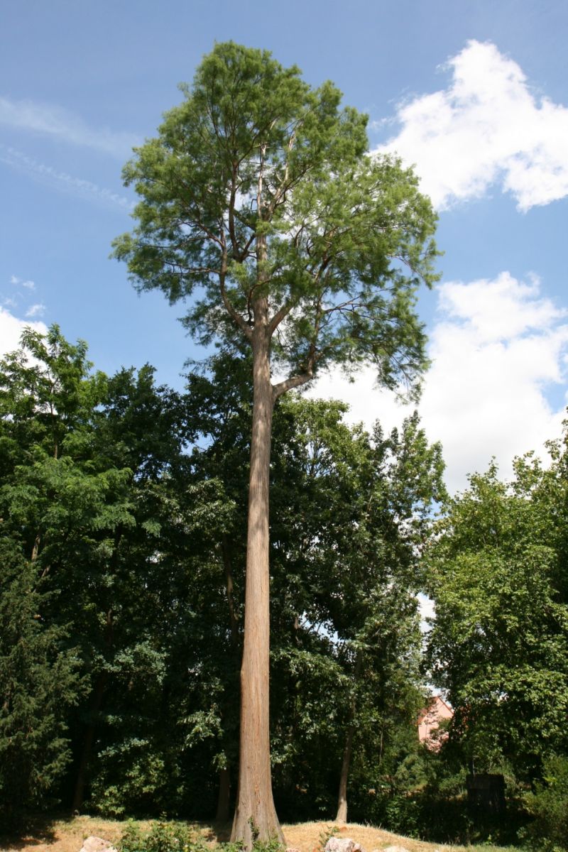 distichum Taxodium