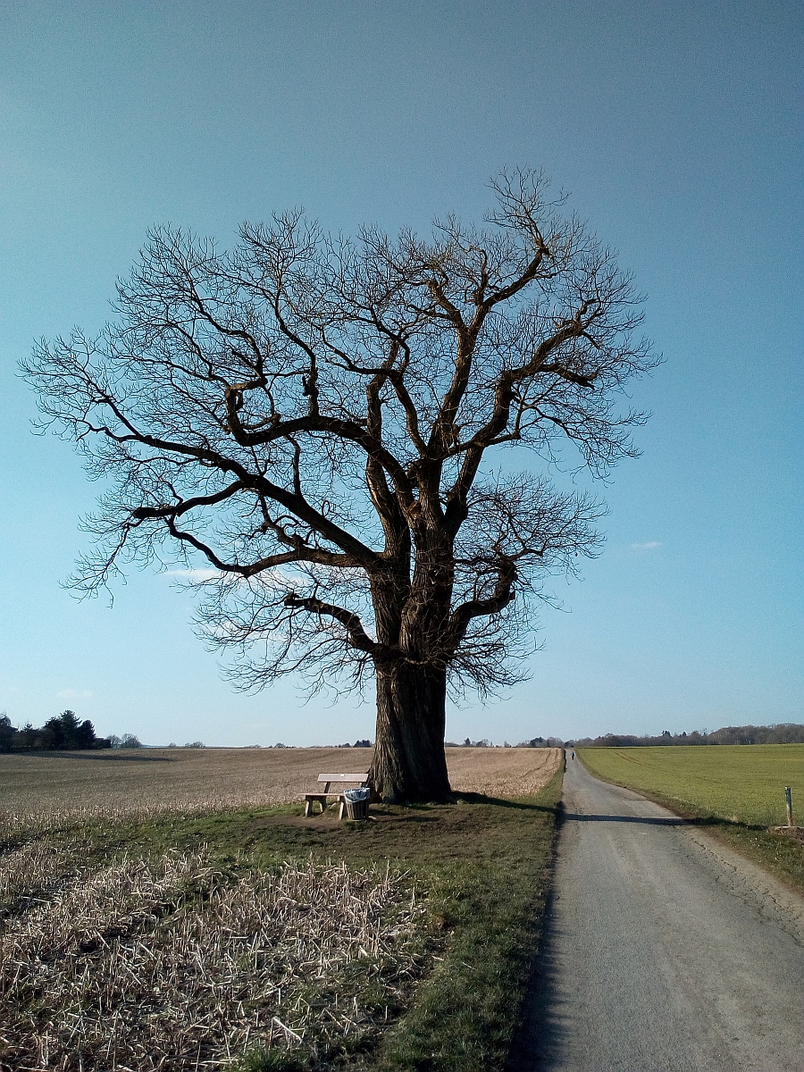 Castanea sativa