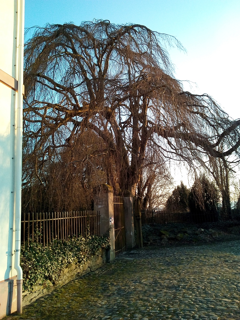'Pendula' Fagus sylvatica