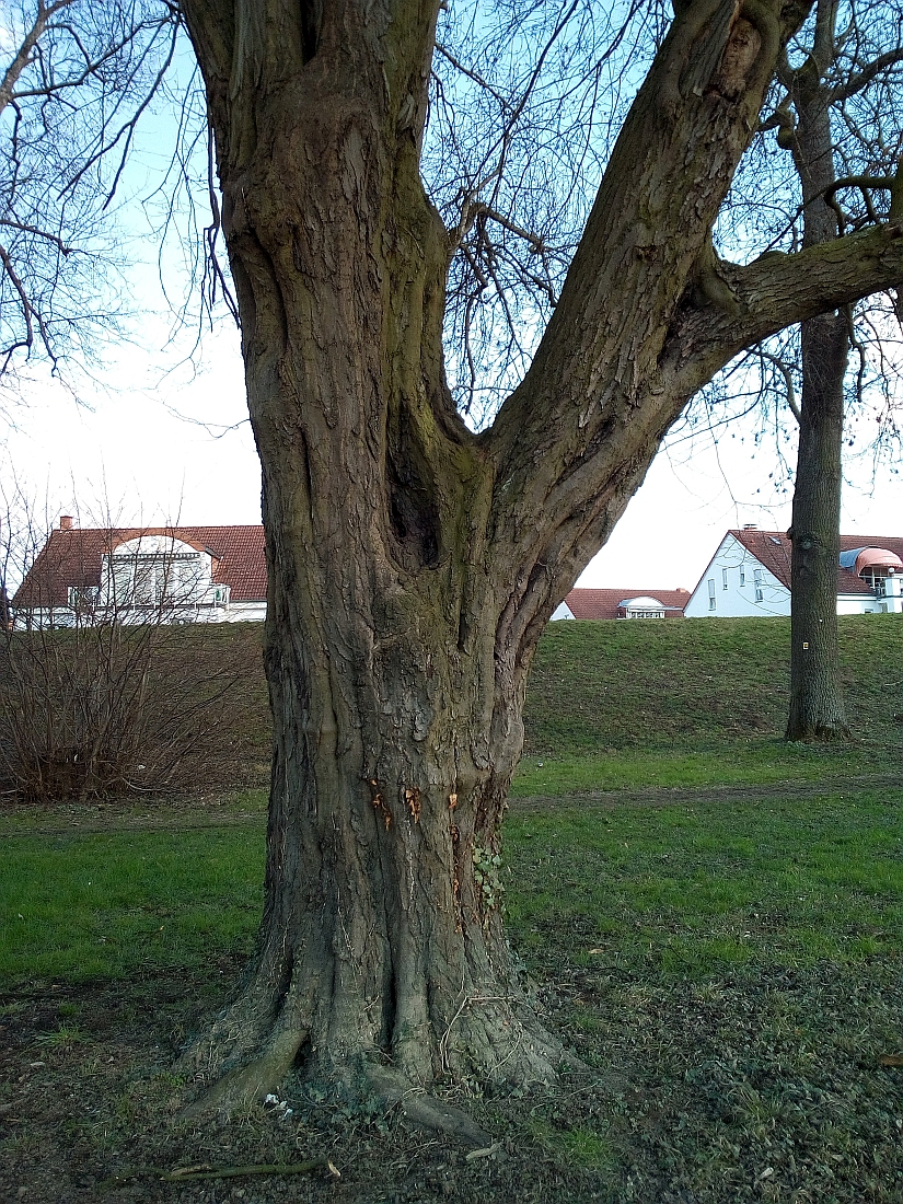 betulus Carpinus