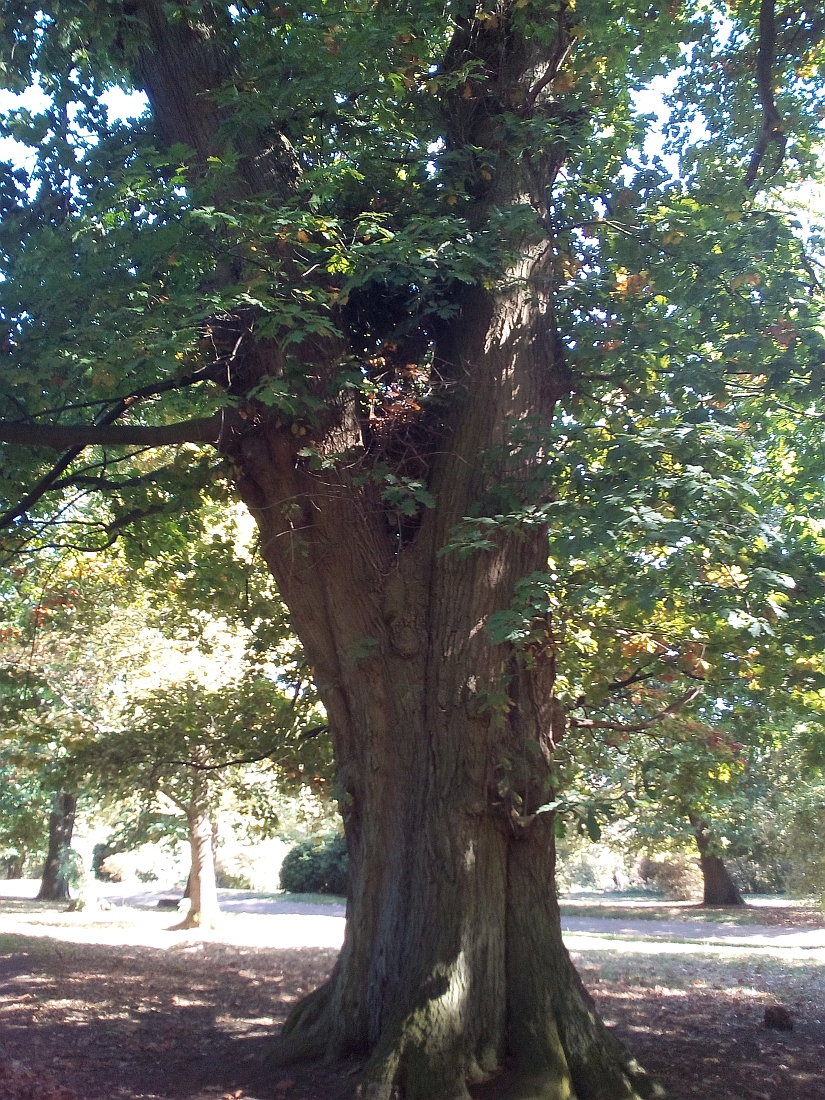 Quercus rubra