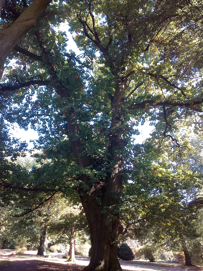 Quercus rubra - Ohrbergpark in Ohr - Sept. 2018
