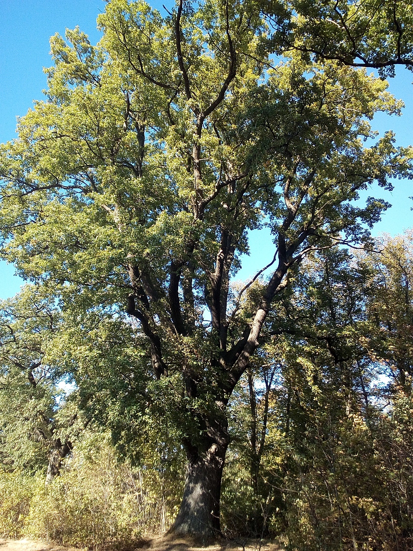 petraea Quercus