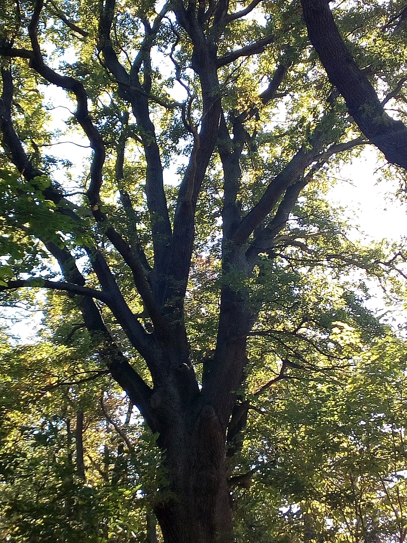 Quercus petraea - Ohrbergpark in Ohr - Sept. 2018