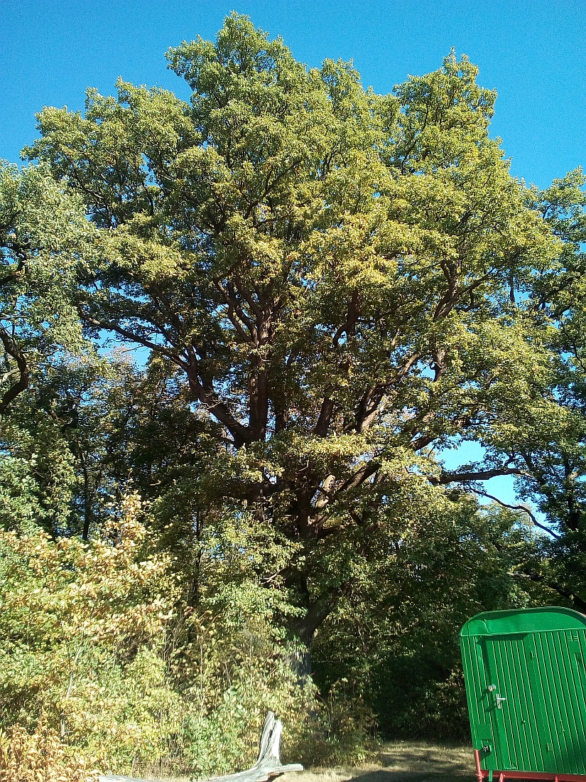 Quercus petraea - Ohrbergpark in Ohr - Sept. 2018