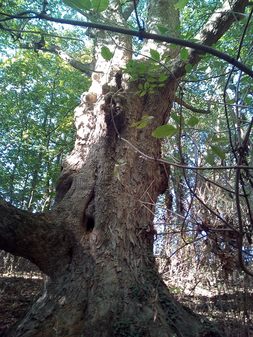 Acer pseudoplatanus
