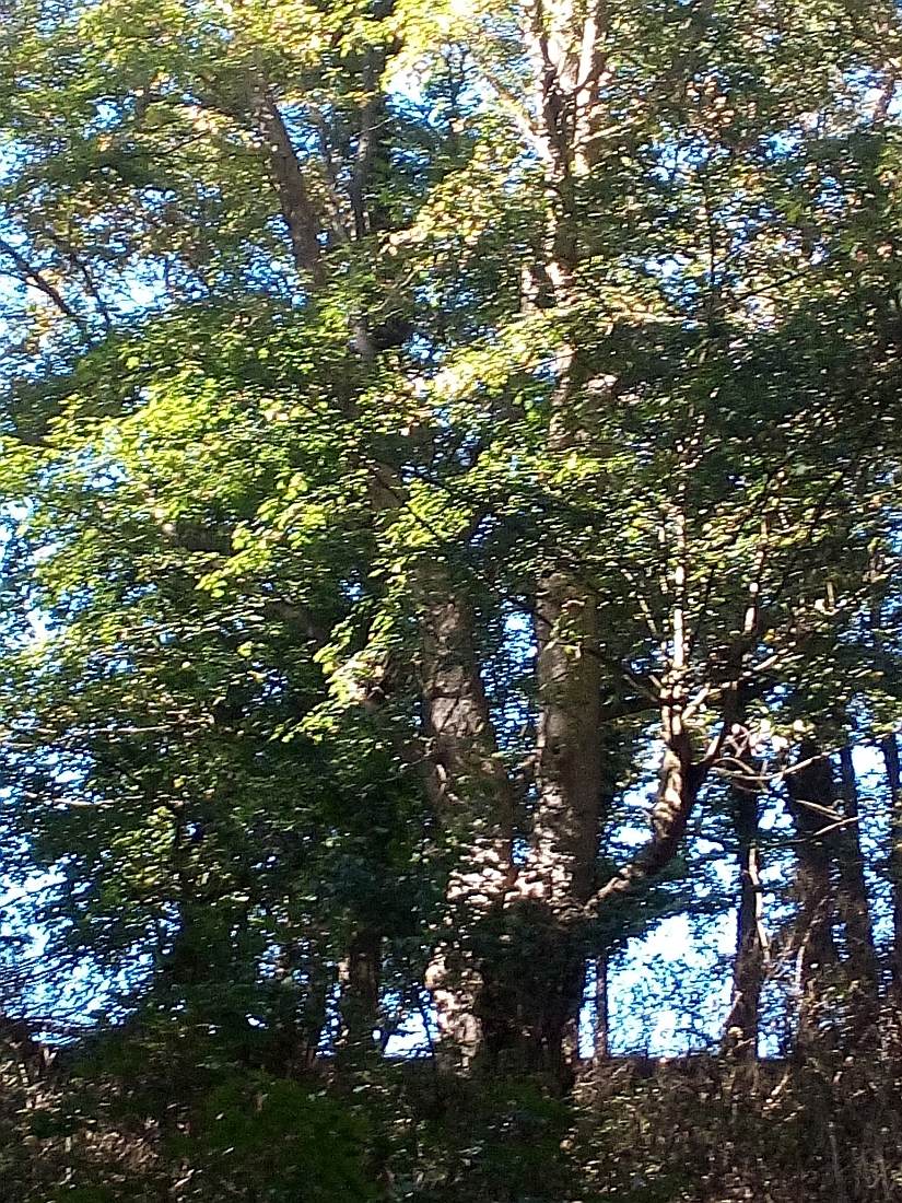 Acer pseudoplatanus - Ohrbergpark in Ohr - Sept. 2018
