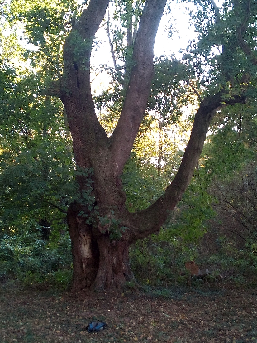 Acer platanoides