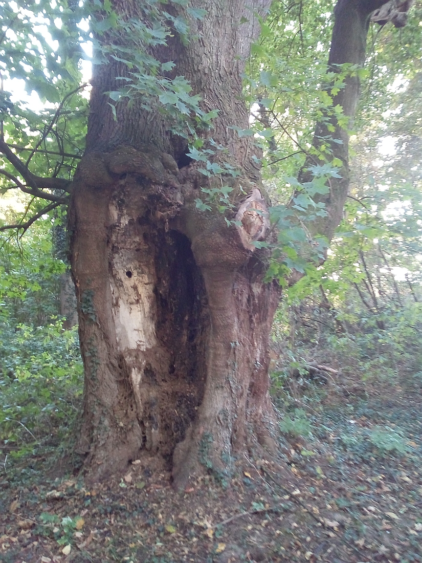 Acer platanoides - Ohrbergpark in Ohr - Sept. 2019