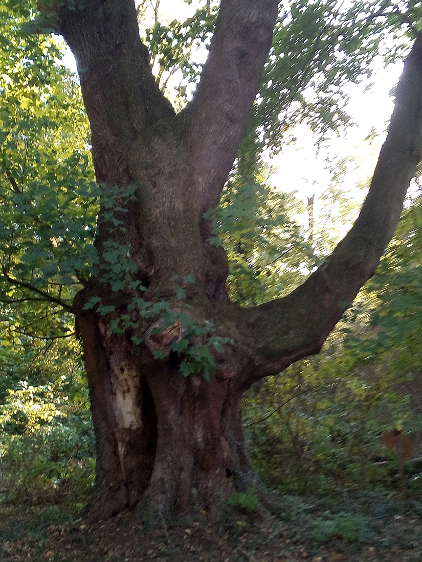 Acer platanoides - Ohrbergpark in Ohr - Sept. 2019