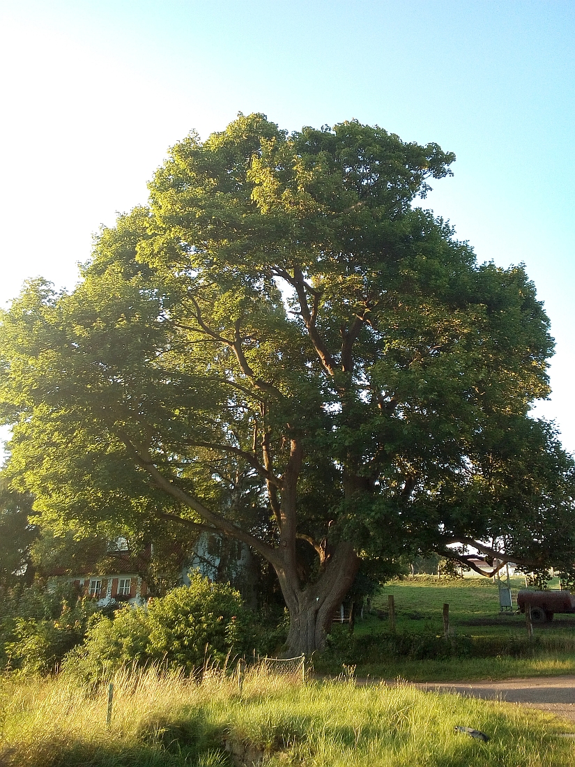 Acer platanoides - Wiedigshof - Juli 2017