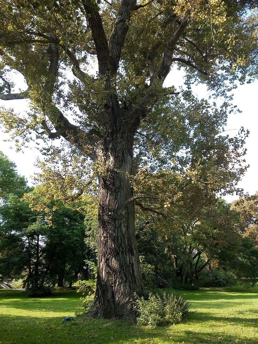 Populus × canadensis - Braunschweig - Sept. 2017