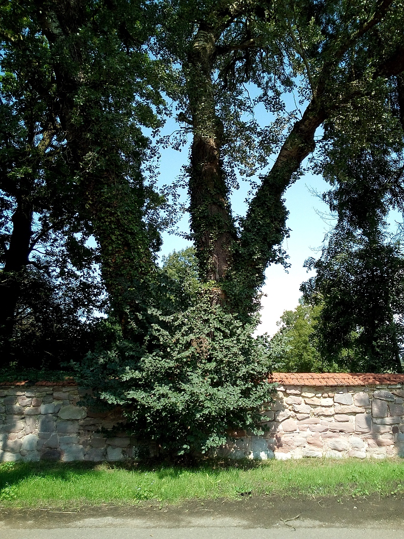 alba Populus