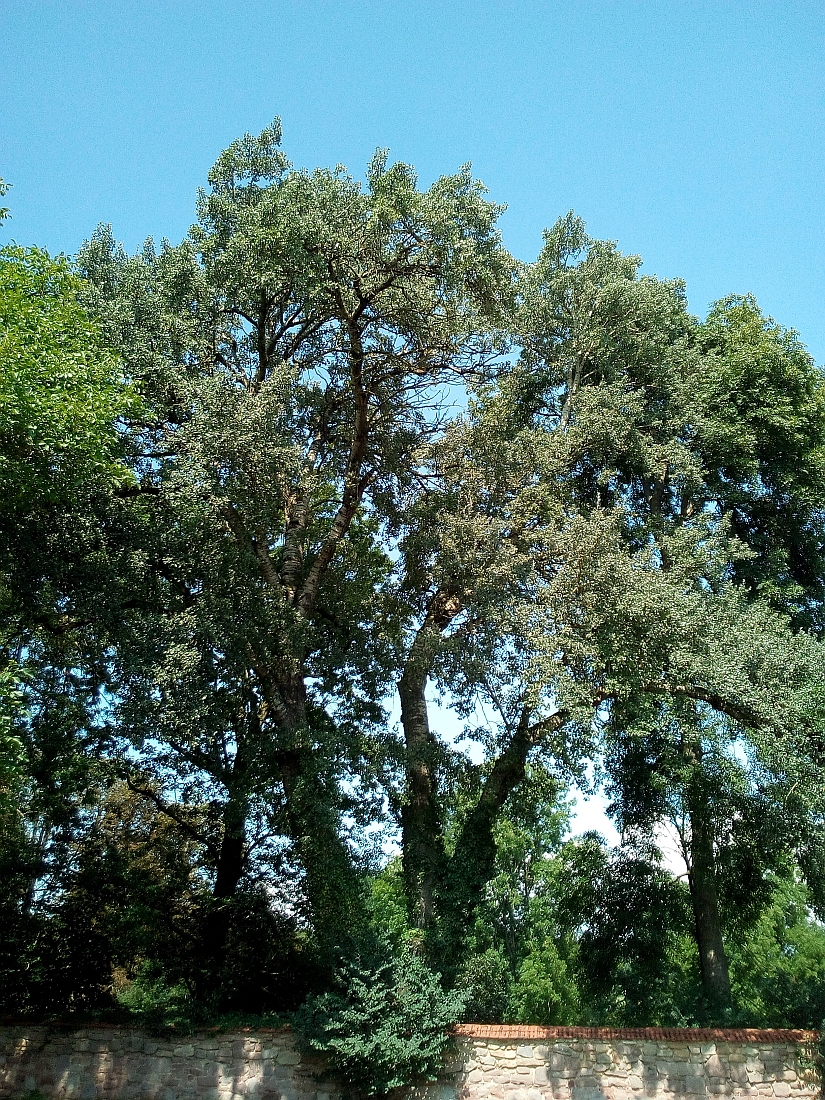 Populus alba - Bendeleben - August 2017