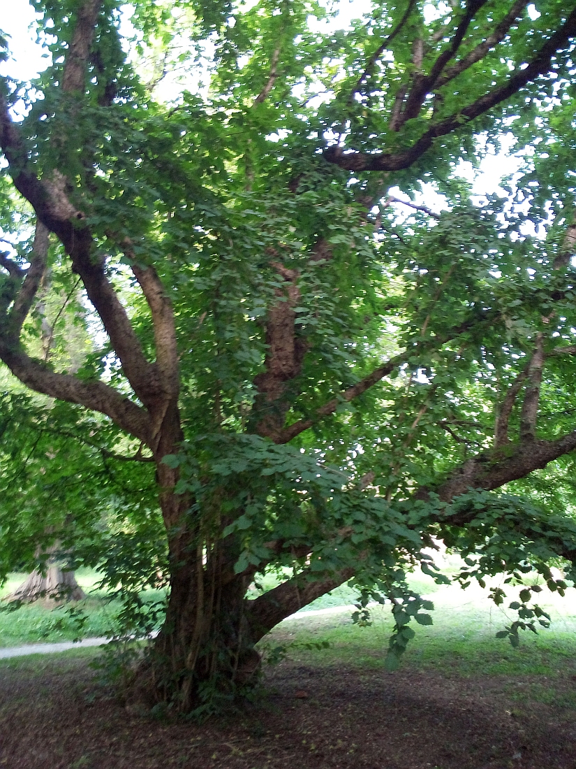 × colurnoides Corylus
