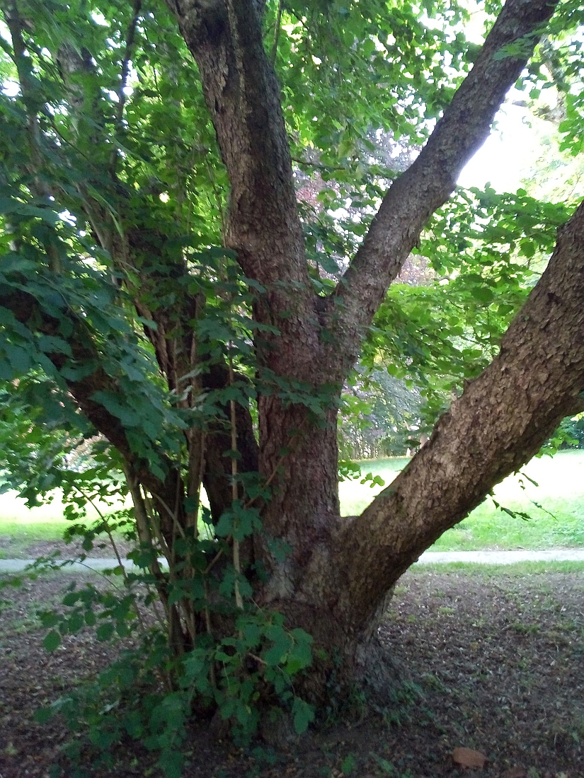 Corylus × colurnoides - Nordhausen - Juli 2017