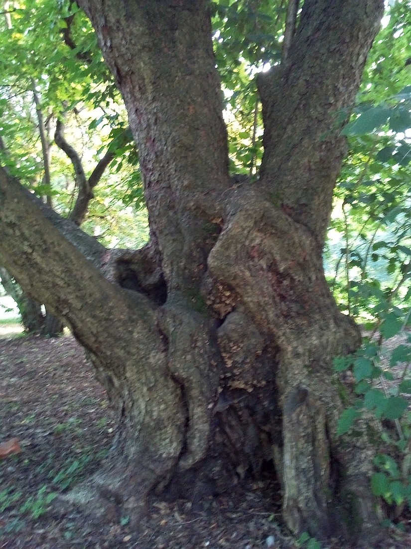 Corylus × colurnoides - Nordhausen - Juli 2017