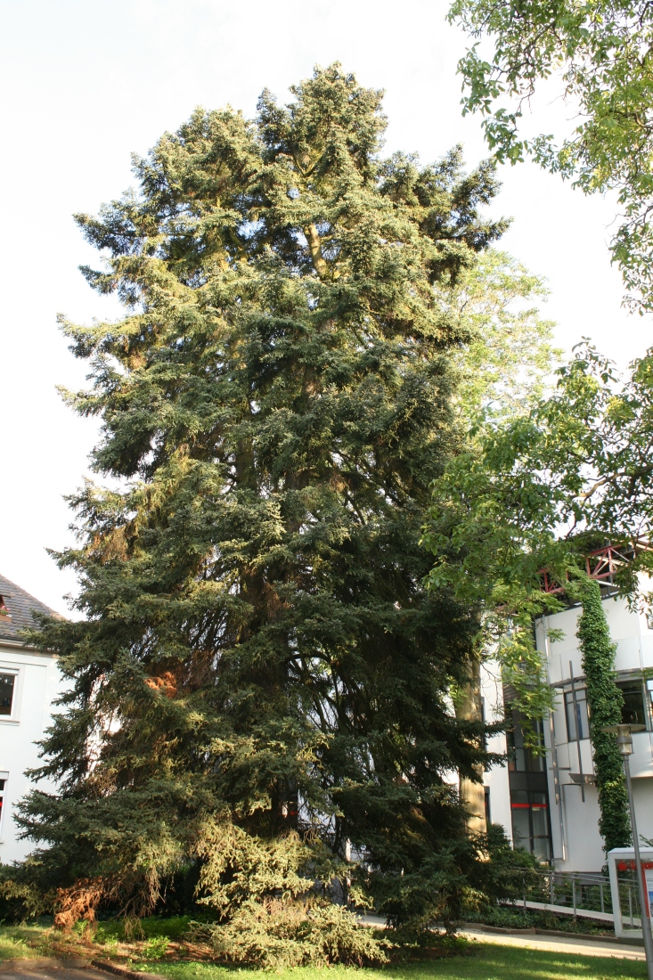 Abies pinsapo - Müllheim/Baden - Aug. 2013