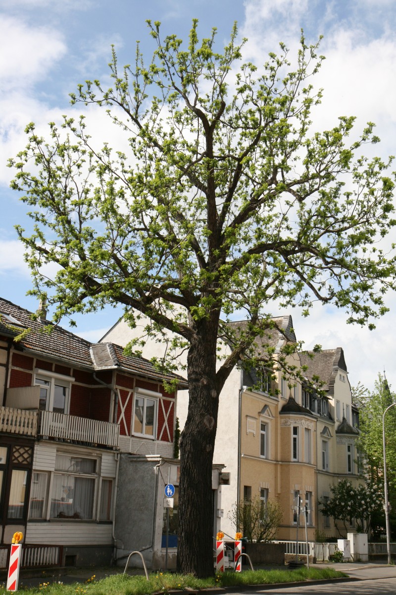 Juglans nigra - Koblenz - 2015