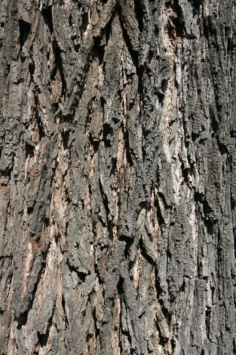 Juglans nigra - Koblenz - 2015