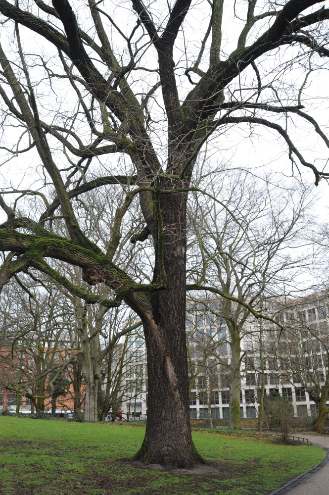 Juglans nigra