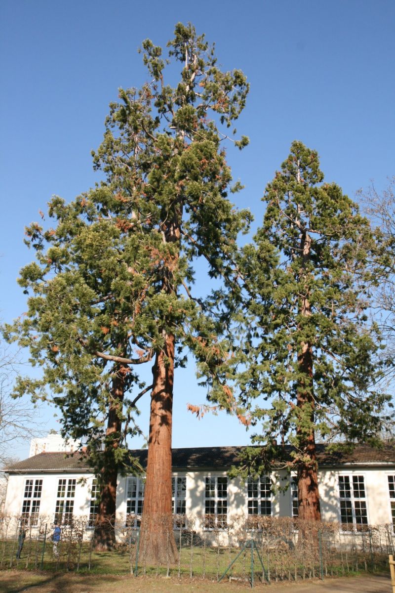 giganteum Sequoiadendron