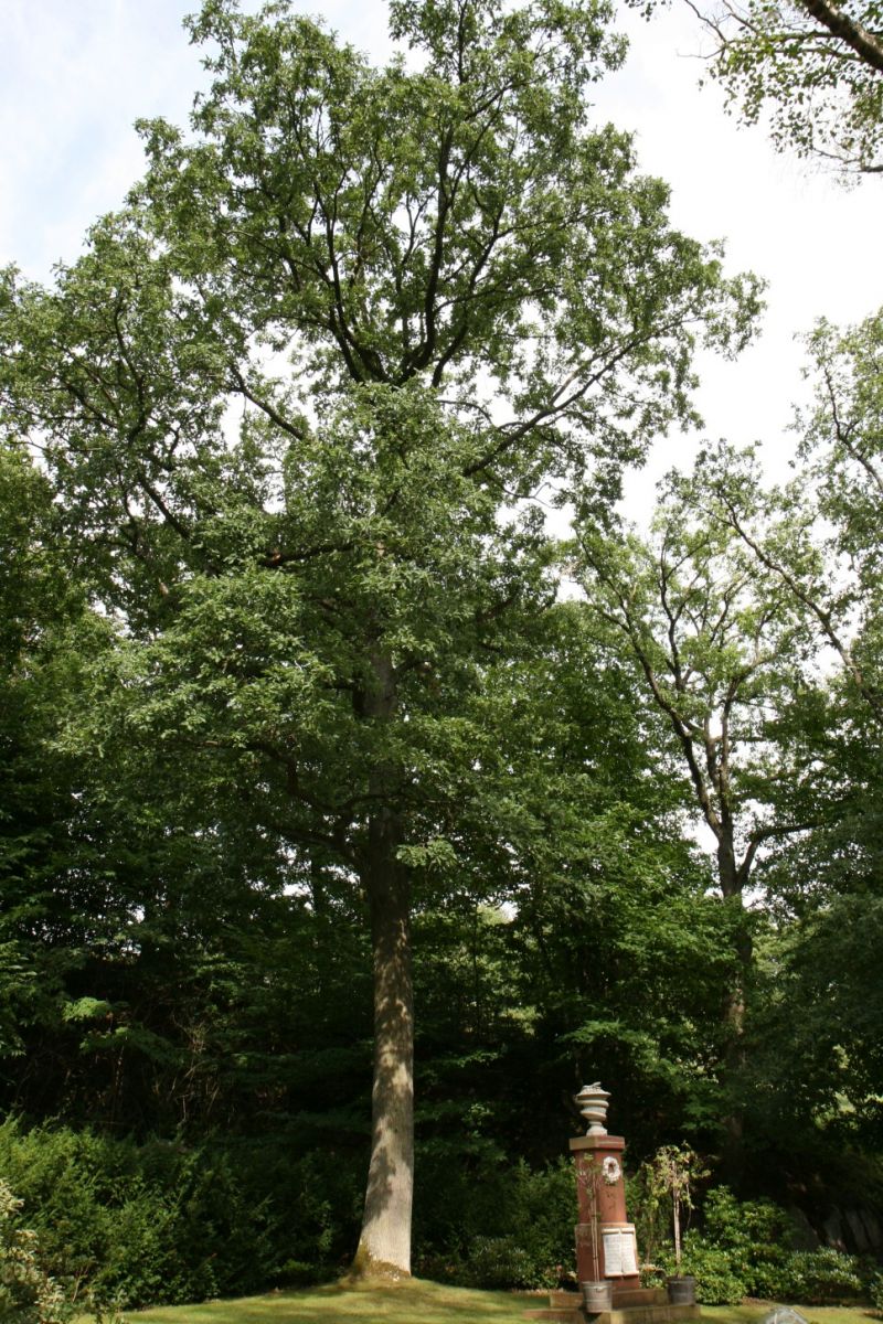 petraea Quercus