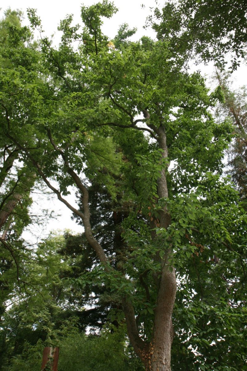 acuminata Magnolia