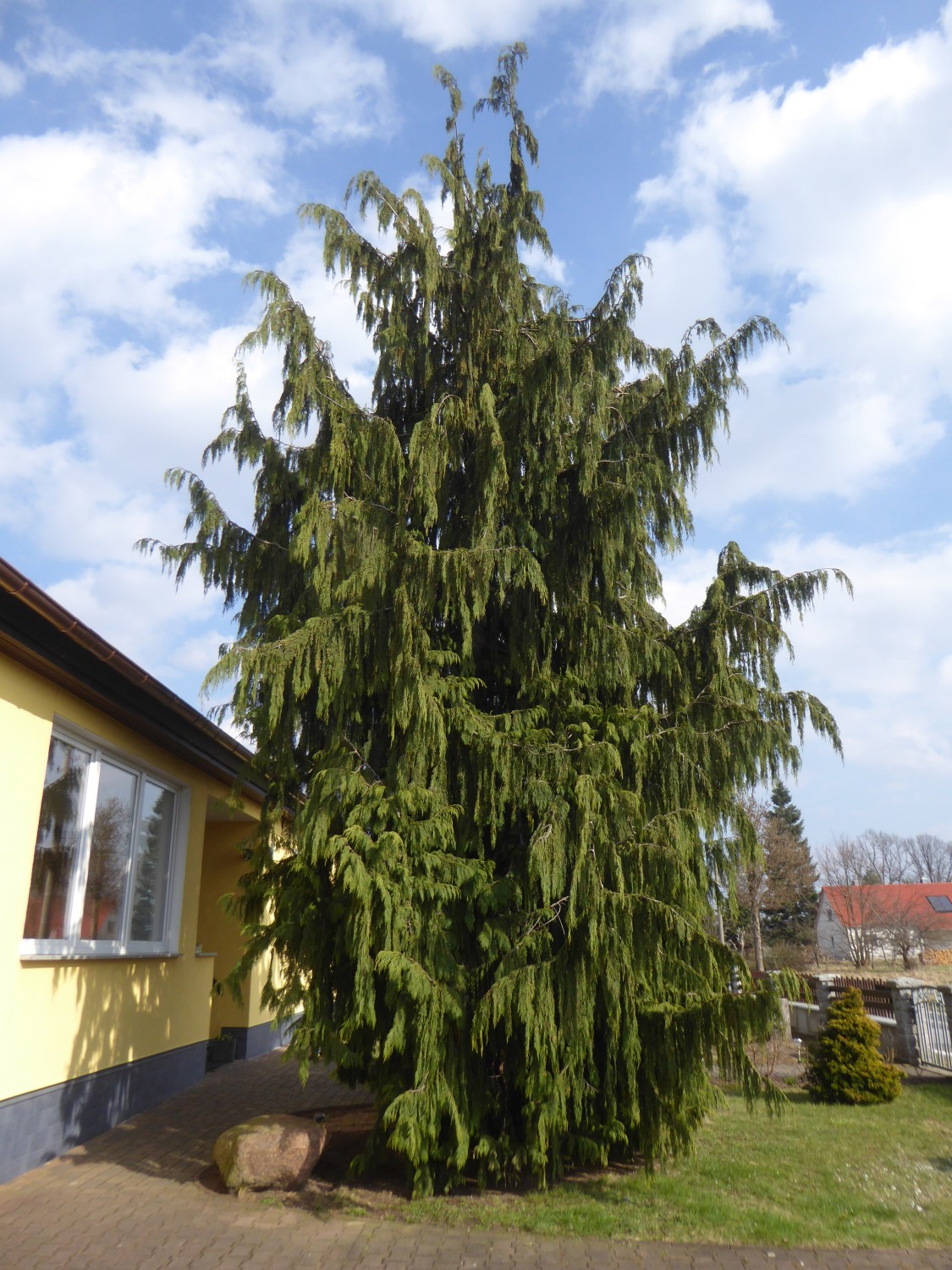 Chamaecyparis lawsoniana 'Pendula Vera' - Radibor - 2018