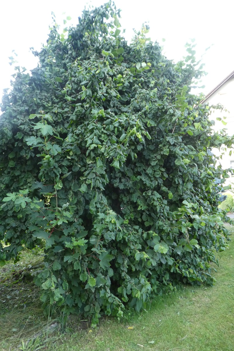 Corylus avellana 'Contorta' - Oybin - 2018