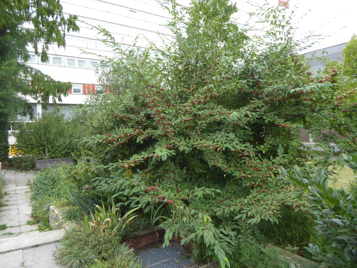 Cotoneaster × watereri 'Cornubia' - Dresden - 2017