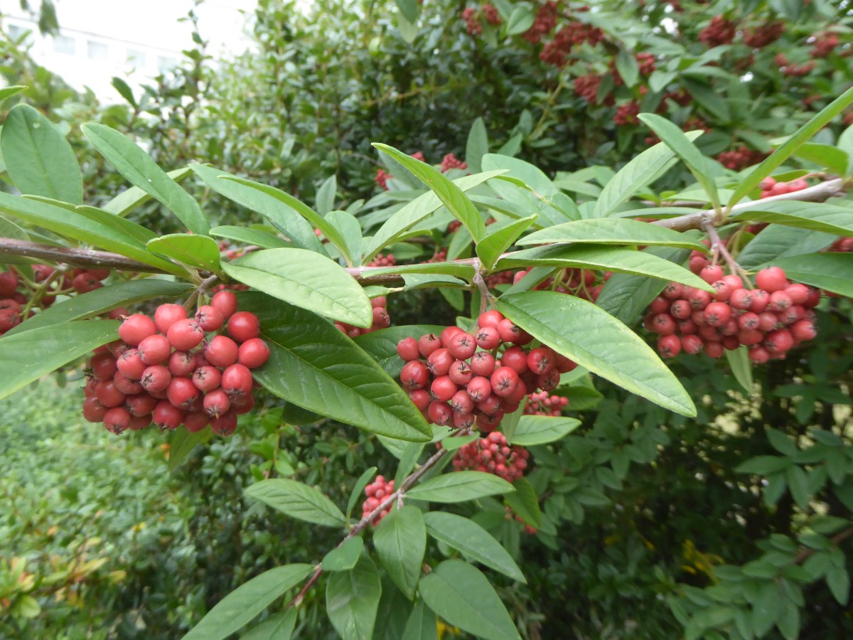 Cotoneaster × watereri 'Cornubia' - Dresden - 2017