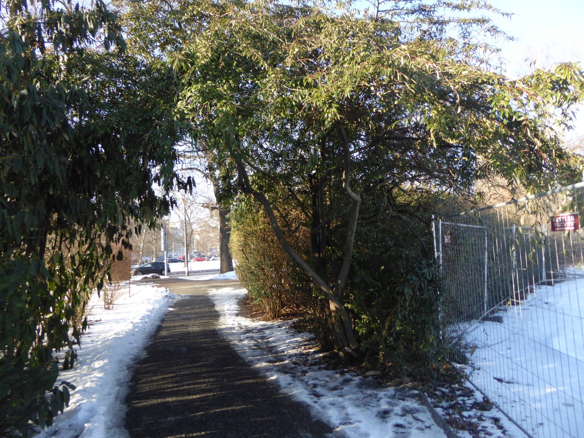 Cotoneaster salicifolius var. floccosus