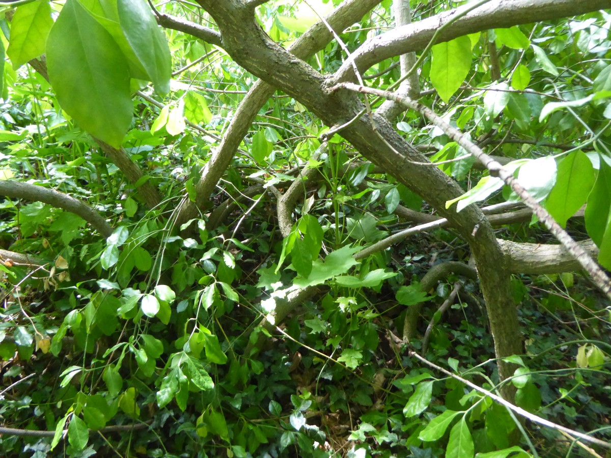 Euonymus kiautschovicus - Zittau - 2017