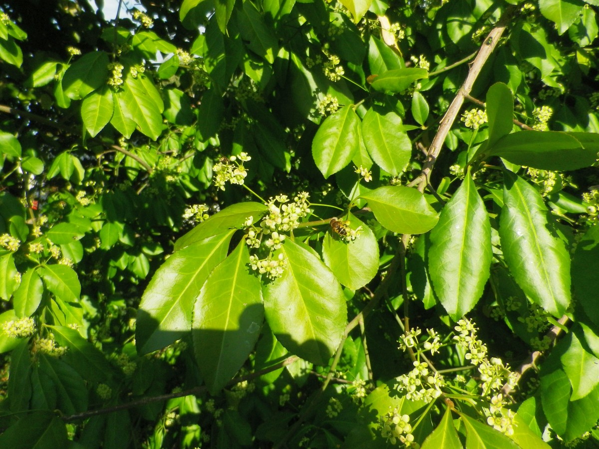 Euonymus kiautschovicus - Zittau - 2014