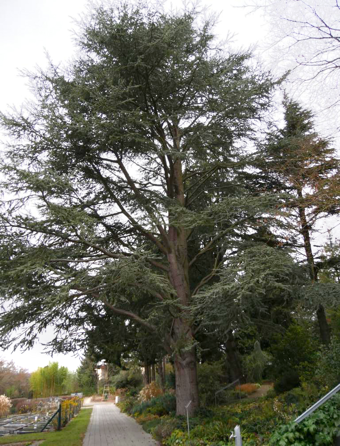 Cedrus libani