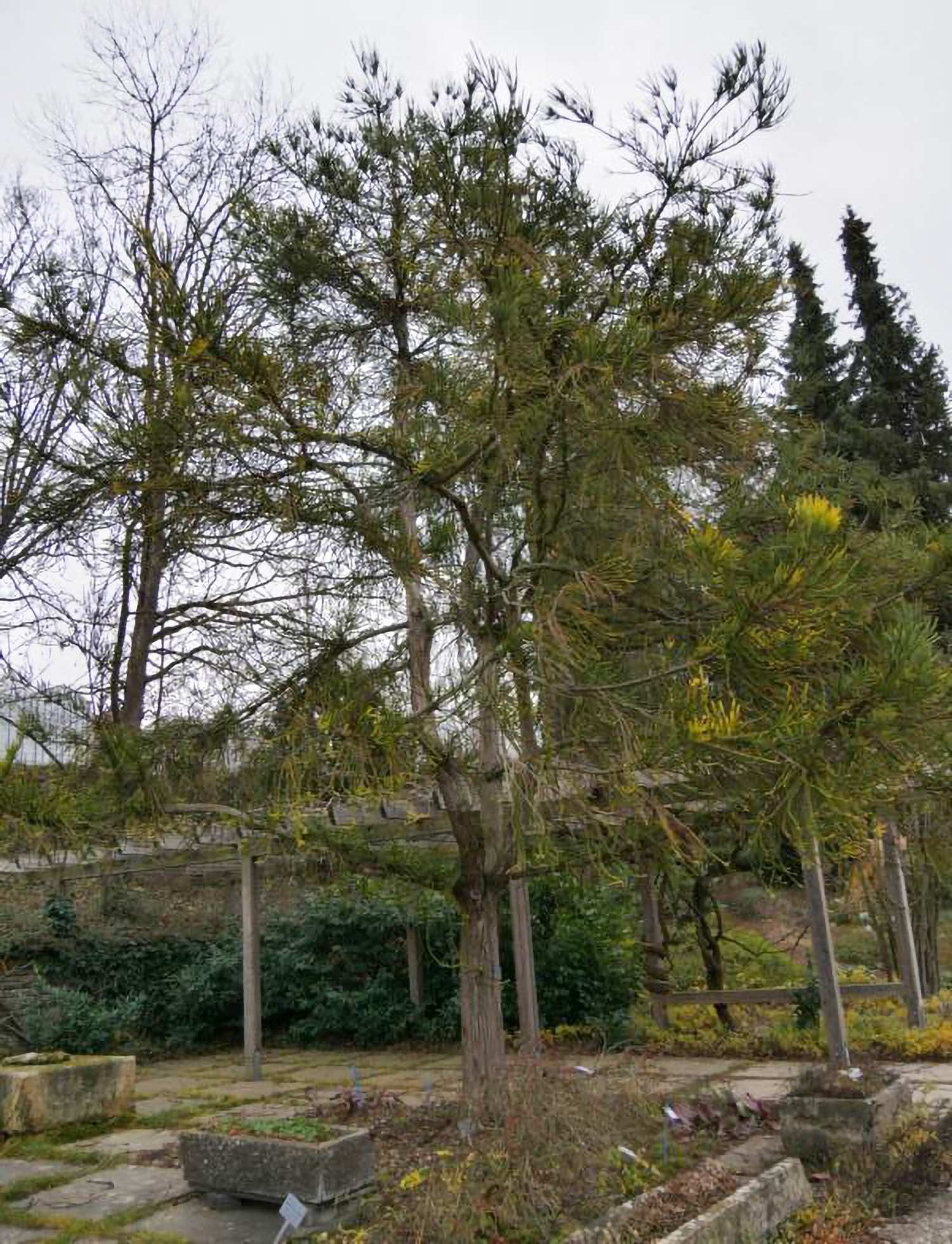 'Araucarioides' Cryptomeria japonica