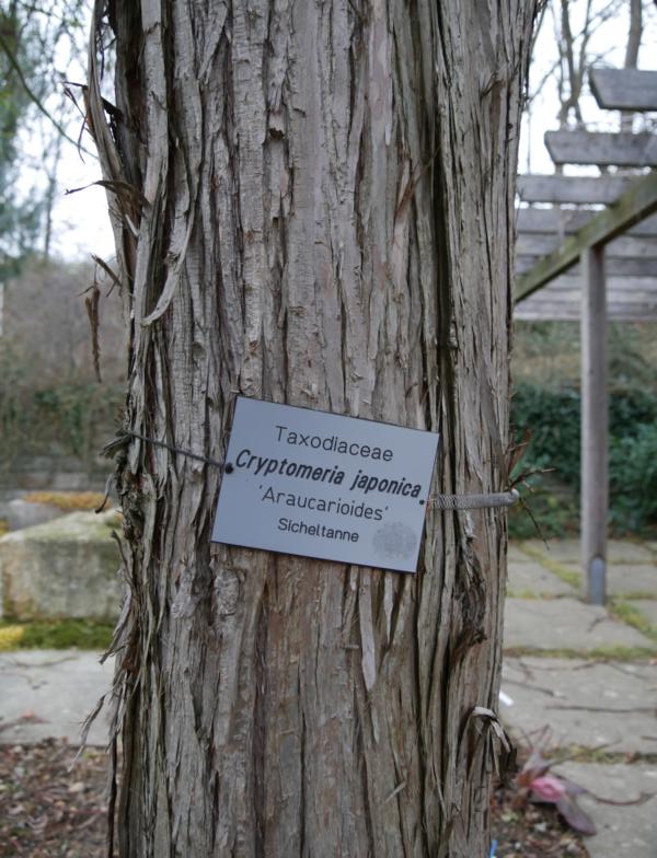 Cryptomeria japonica 'Araucarioides' - Veitshöchheim - 2018