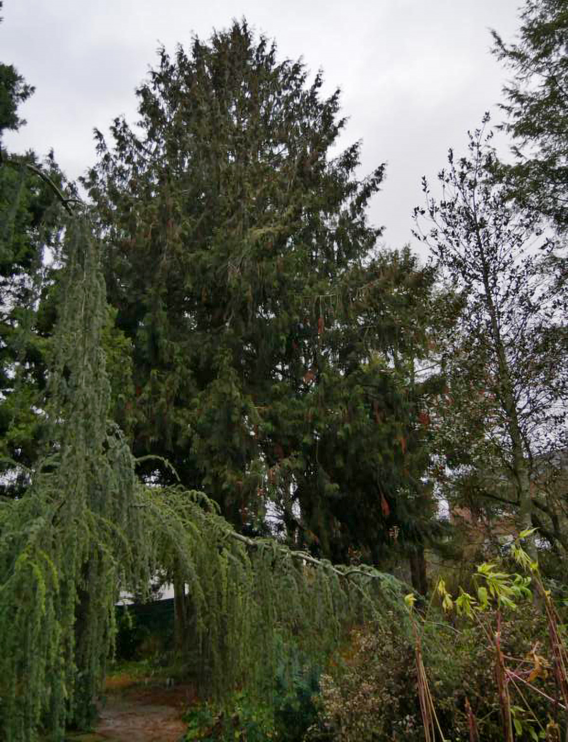 'Bodman' plicata Thuja