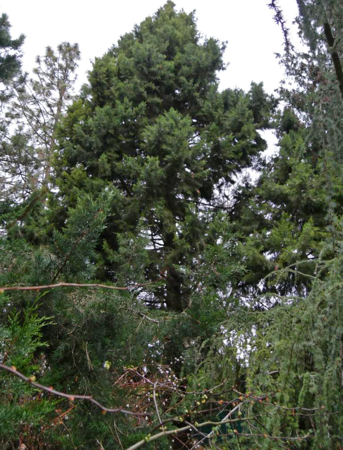 Juniperus chinensis 'Keteleerii' - Veitshöchheim - 2018