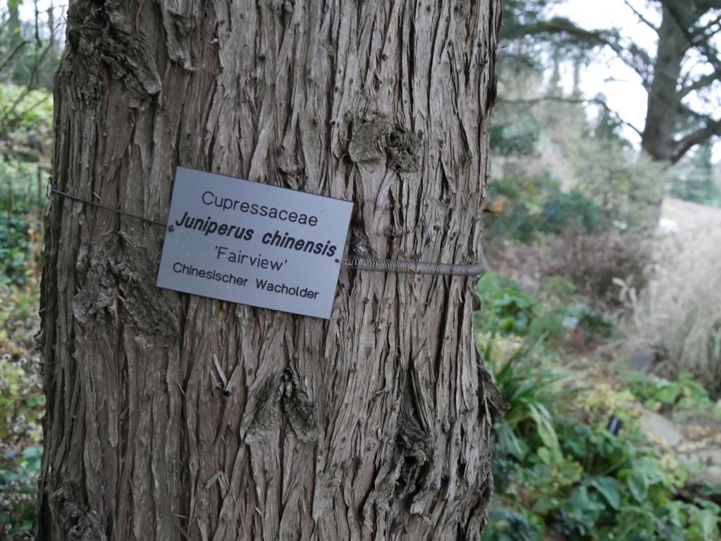 Juniperus chinensis 'Fairview' - Veitshöchheim - 2018