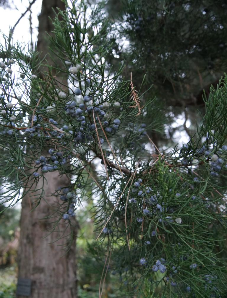 Juniperus chinensis 'Fairview' - Veitshöchheim - 2018