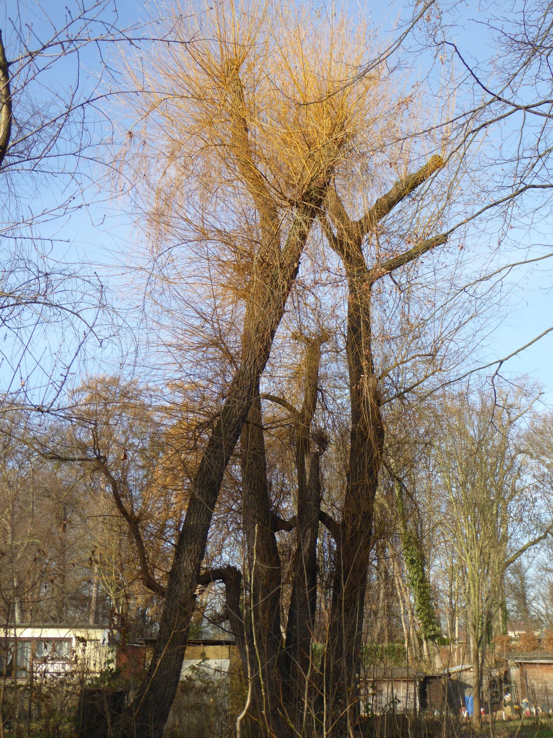 Salix alba - Chemnitz - 2016