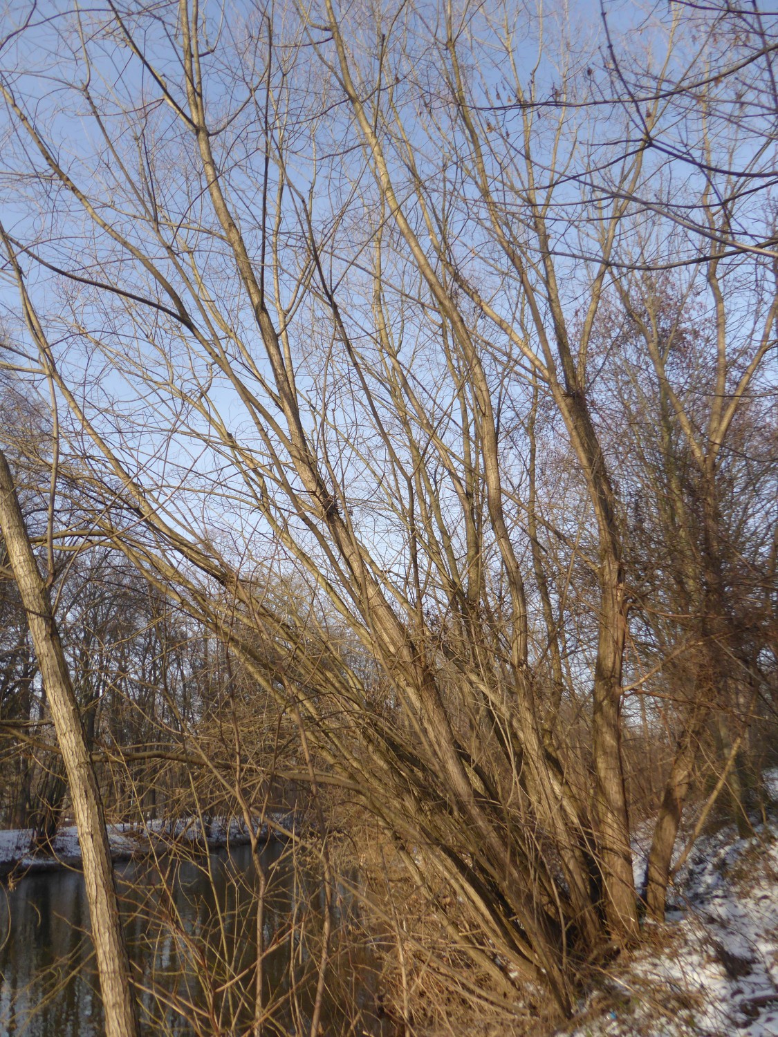 Salix × molissima - Chemnitz - 2019