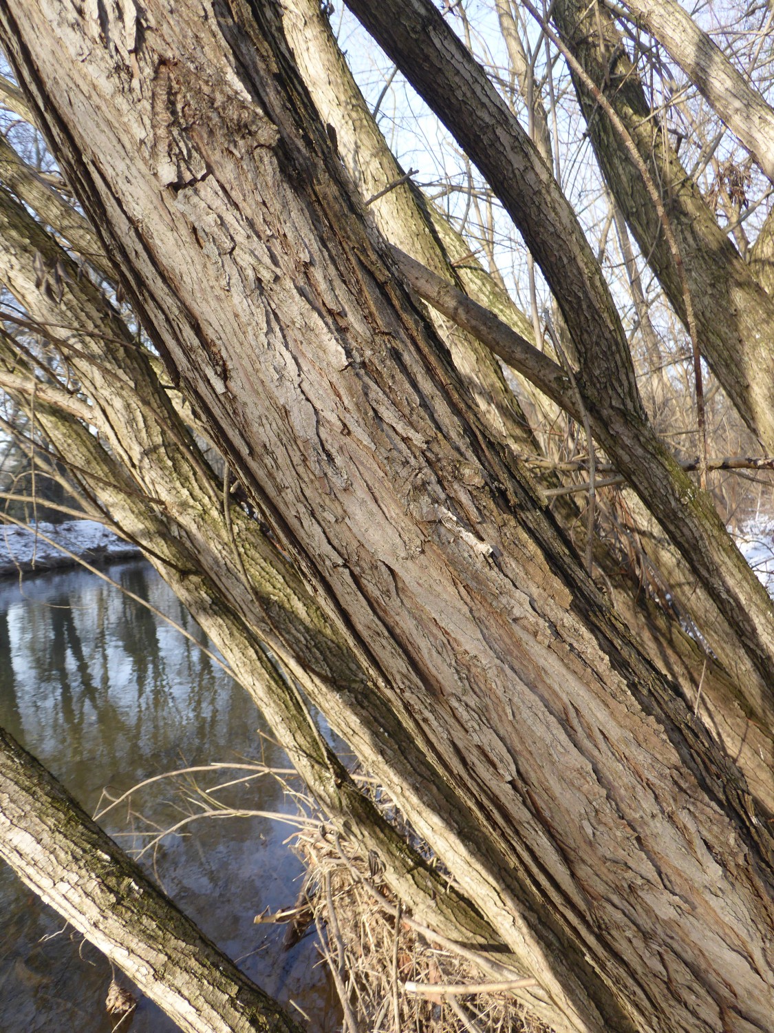 Salix × molissima - Chemnitz - 2019