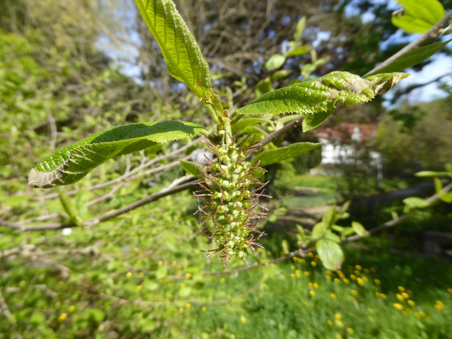 Sinowilsonia henryi - Dresden - 2017