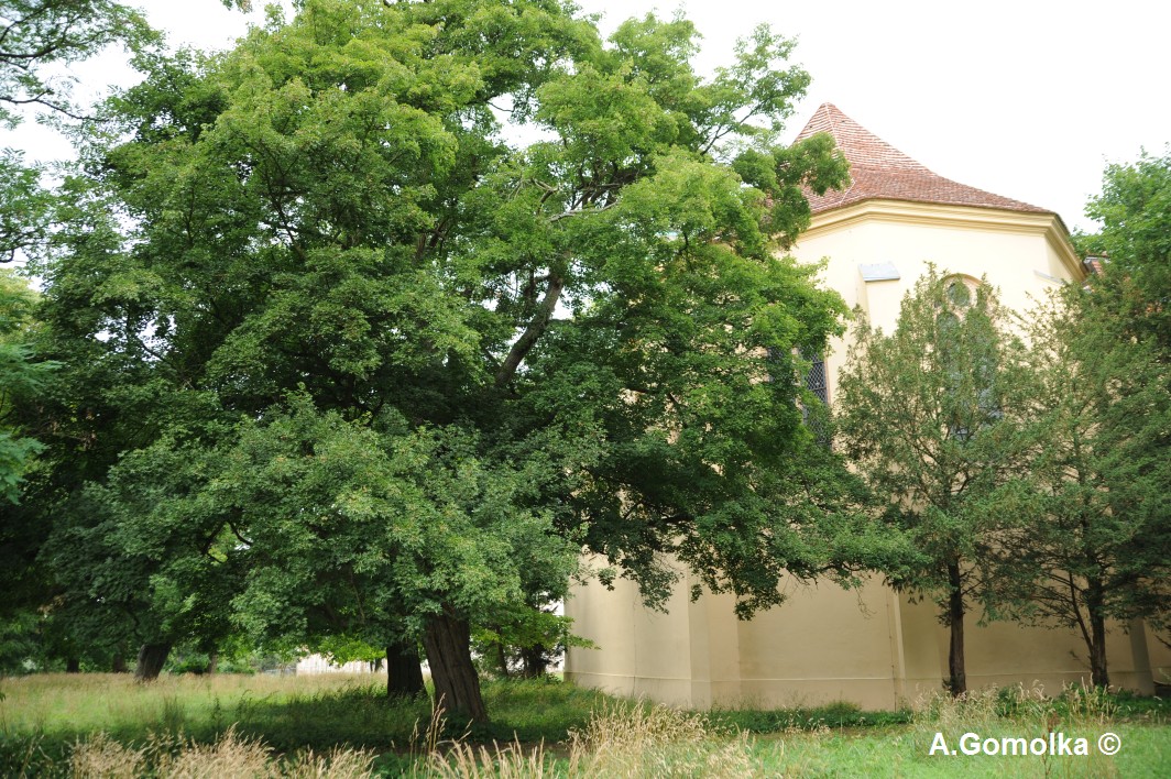 Acer campestre