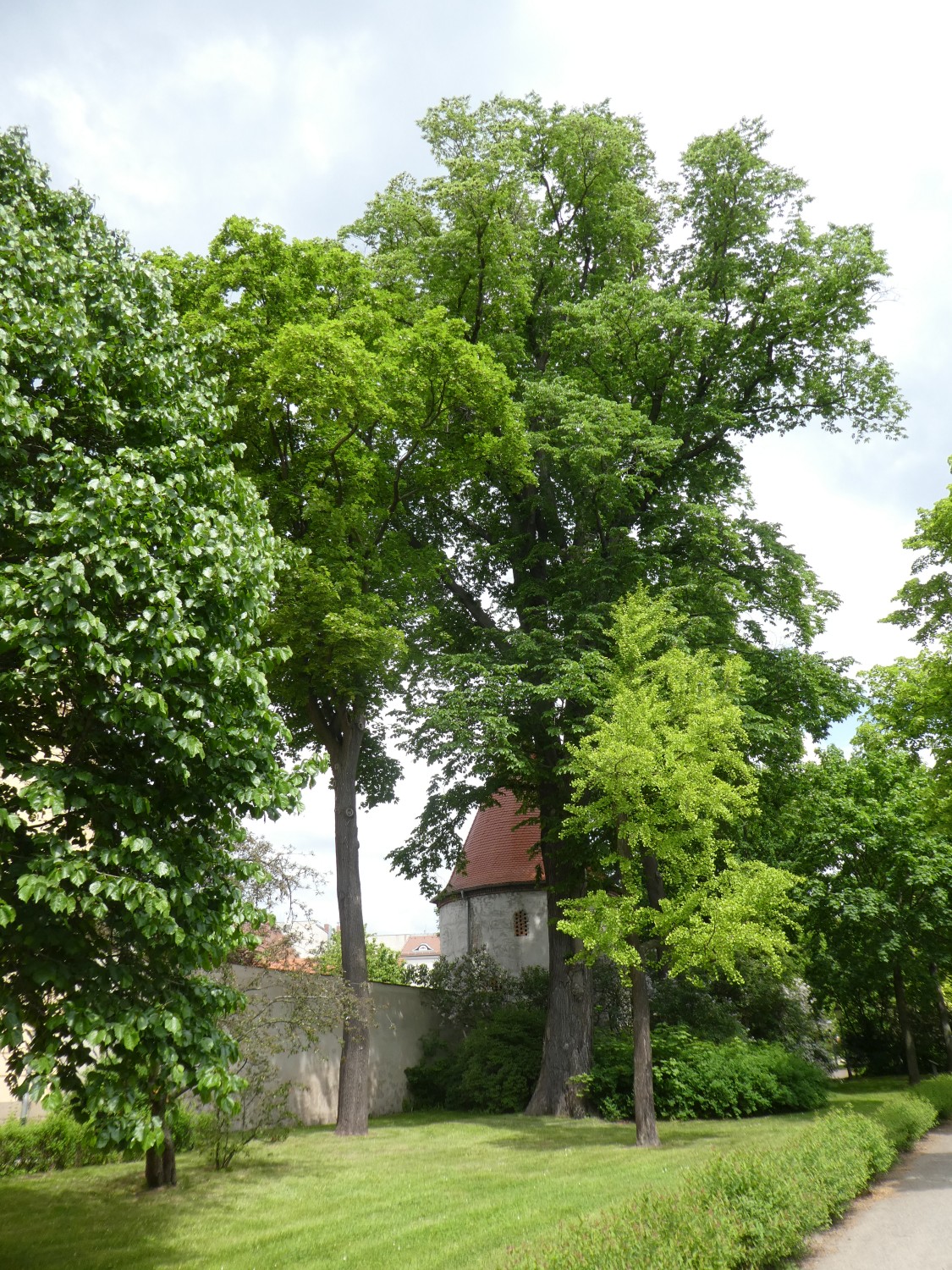 Ulmus glabra - Zittau - 2018