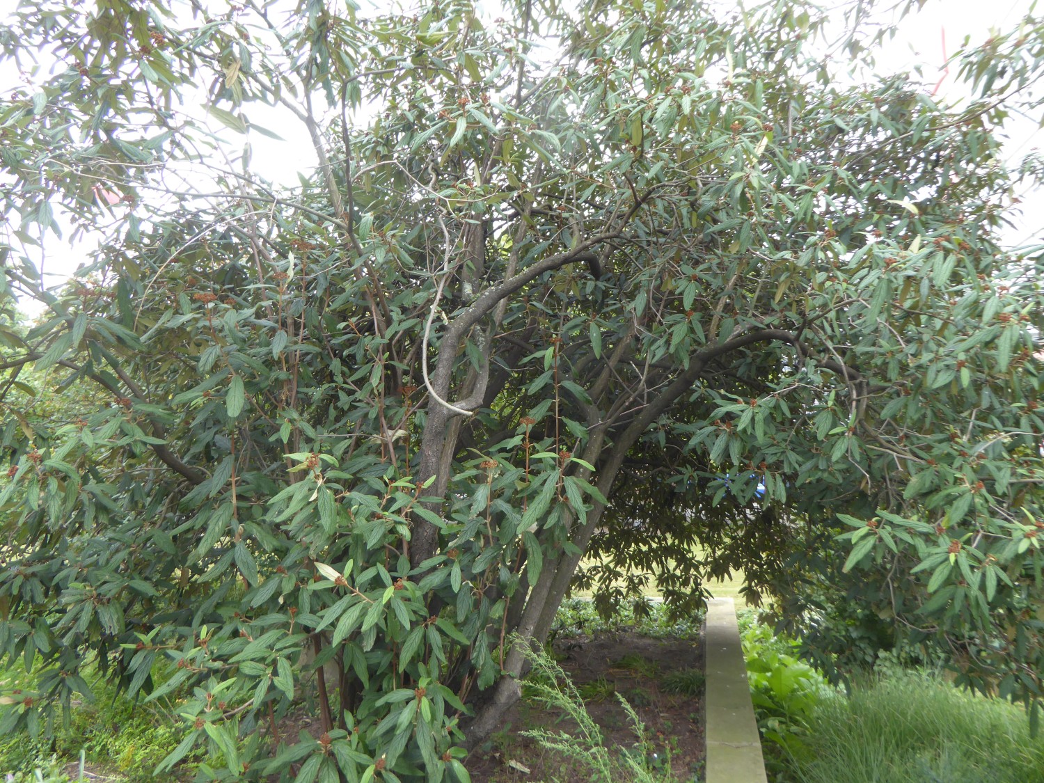 Viburnum rhytidophyllum - Dresden - 2017