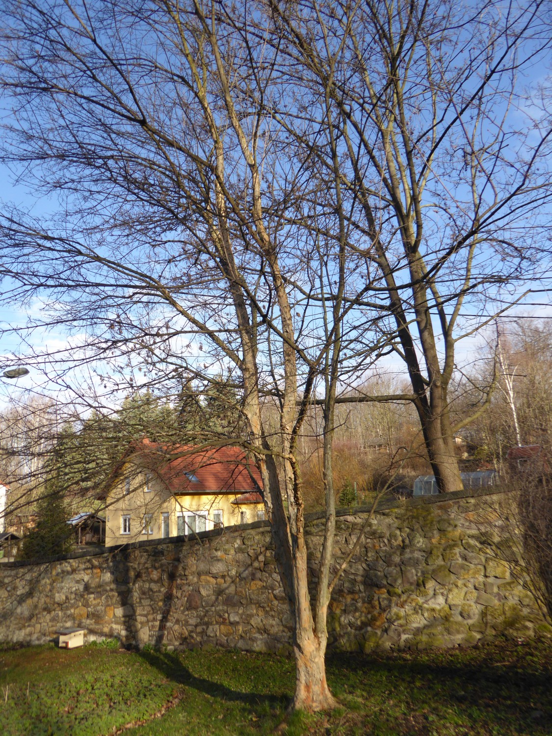 Acer buergerianum - Freital - 2019